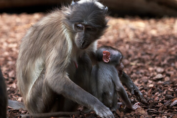 beautiful family photo of white-naped mangabey and her calf in a zoo in valencia spain