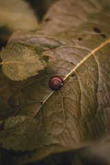 ladybird on leaf