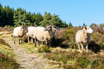 Obraz na płótnie Canvas sheep farming in mountain pasture