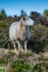 sheep farming in mountain pasture