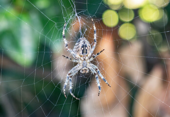 big spider waiting for prey in the center of the cobweb.blurred background