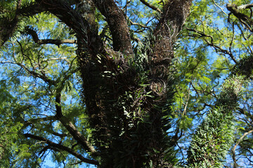 Árboles en un atardecer en el centro de la ciudad.