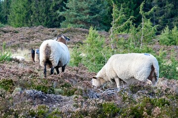 Fototapeta premium sheep farming in mountain pasture