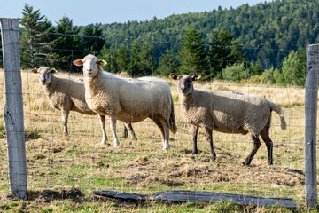 Fototapeta premium sheep farming in mountain pasture