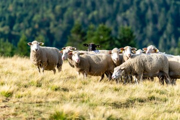 Obraz premium sheep farming in mountain pasture