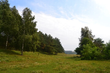 forest in the mountains