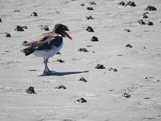 Aves en las playas de las grutas