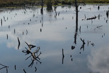 Dead trees and branches in a moor lake, mirroring in the dark water. In the marshland Pietzmoor, located on the southern edge of the Lüneburg Heath Nature Reserve. Northern Germany, Europe.