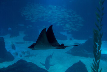 discovery of the city of Lisbon in Portugal. Romantic weekend in Europe. Oceanário of Lisboa