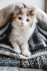 A cute red-white-black kitten lies in soft blankets or plaids. High quality photo. Copyspace