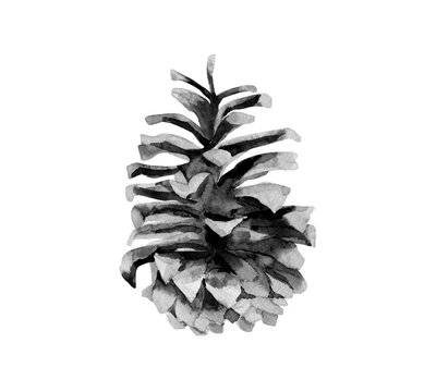 Conifer cone. Monochrome detail for Christmas design. Botanical watercolour illustration isolated on white background.
