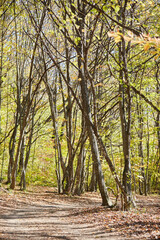A tree in the forest with yellow autumn leaves