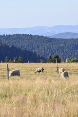 sheep farming in mountain pasture