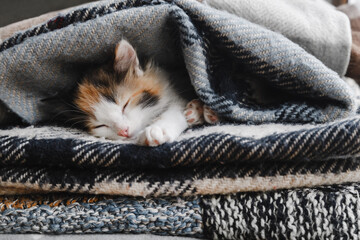Cute red-white-black kitten sleeps in soft blankets or blankets. High quality photo. Copyspace
