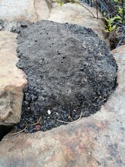 Tar-like anthill between two rocks