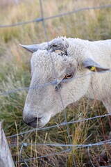 sheep farming in mountain pasture