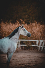 Obraz premium portrait of a white horse