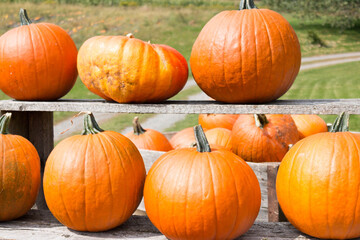 pumpkins on a farm