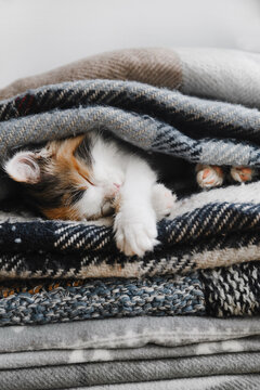 Cute red-white-black kitten sleeps in soft blankets or blankets. High quality photo. Copyspace