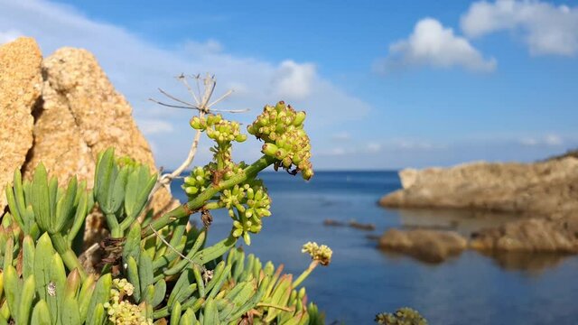 Une plante grasse en bord de mer