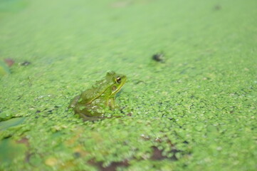 frog on a leaf