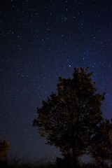 Starry sky with trees in the foreground. Night sky with stars and milky way.