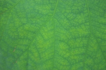 Fototapeta na wymiar green leaf texture louts leaf