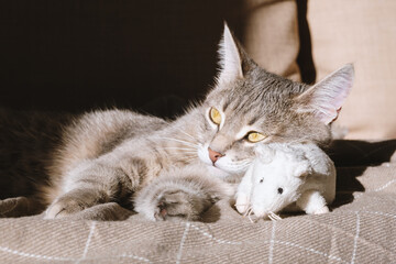 A beautiful striped gray cat with yellow eyes. A domestic cat lies on the couch and plays with a toy mouse. The cat in the home interior. Image for veterinary clinics, sites about cats