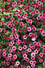 Close up of pink floral. Flower background