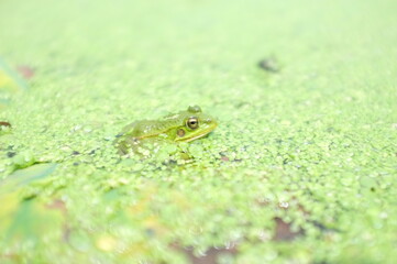 frog on a leaf