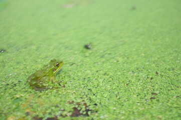 green small frog on the leaf pond