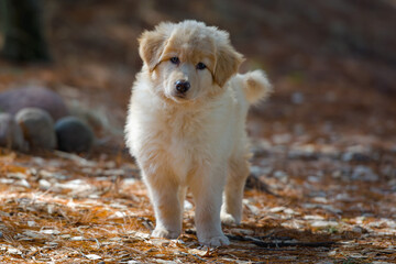Yellow mixed-breed puppy standing inquisitively