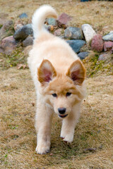 Yellow mixed-breed puppy  running with ears up