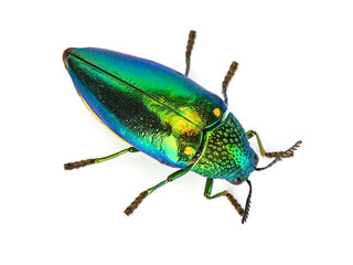 Top view of Buprestidae isolated on white background