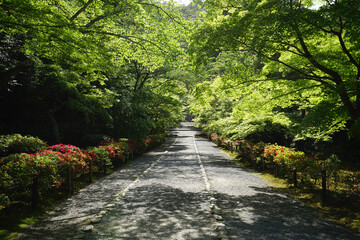 Obraz premium 二尊院、青紅葉の馬場