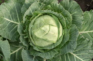 Head of fresh green cabbage with a lot of leaves.