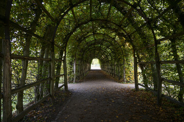 Arbor way from hornbeam with pergola in a large public park, selected focus