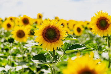 Sunflower flower close-up. Summer, the daytime sun illuminates the large yellow petals around the seeds maturing with pollen