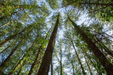 View up tall Manx wood trees to blue sky, Isle of Man