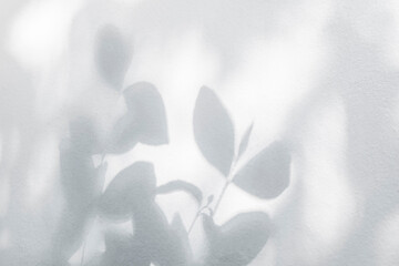 Light shadow of Leaf and tree branch abstract blurred background.  Natural leaves shadows and sunlight dappled on white concrete wall texture for background