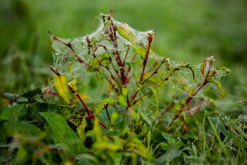Flowers packed in spider web covered in morning dew.