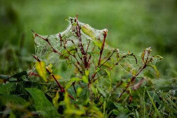 Flowers packed in spider web covered in morning dew.