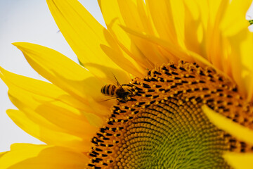 Sunflower flower close-up. Summer, the daytime sun illuminates the large yellow petals around the seeds maturing with pollen