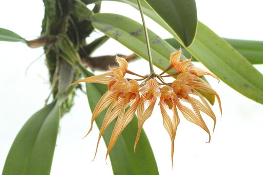 The species orchids is bulbophyllum at nursery in Thailand, White background with beautiful orchids and free space for text. Activities and garden in holiday.