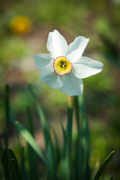 The poet's narcissus (lat. Narcissus poeticus), of the family Amarillidaceae.