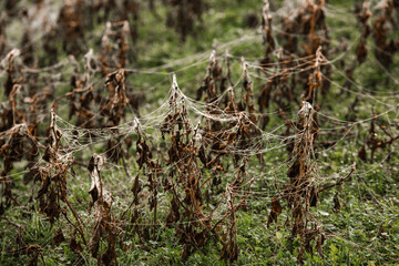 Flowers packed in spider web covered in morning dew.