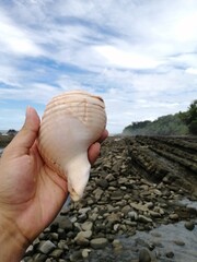Costas rocosas en las playas cubiertas de conchas marinas. Vista panorámica de un paisaje marino