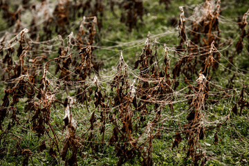 Flowers packed in spider web covered in morning dew.