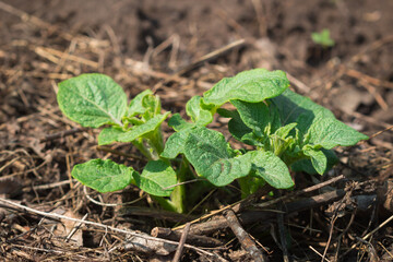 Young potato (lat. Solanum tuberosum)