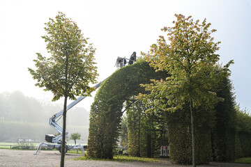 Gardener trims the hedge high up on an arbor or arcade from hornbeam in a large park on a misty...